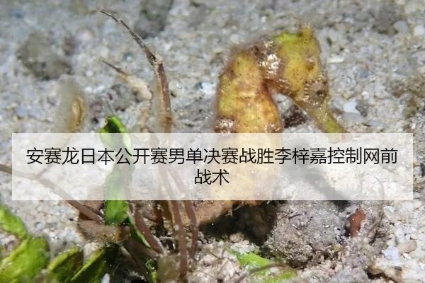 an-sai-long-ri-ben-gong-kai-sai-nan-dan-jue-sai-zhan-sheng-li-zi-jia-kong-zhi-wang-qian-zhan-shu-3-986.jpg