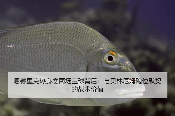 en-de-li-ke-re-shen-sai-liang-chang-san-qiu-bei-hou-yu-bei-lin-e-mu-pao-wei-mo-qi-de-zhan-shu-jia-zhi-2-351.jpg